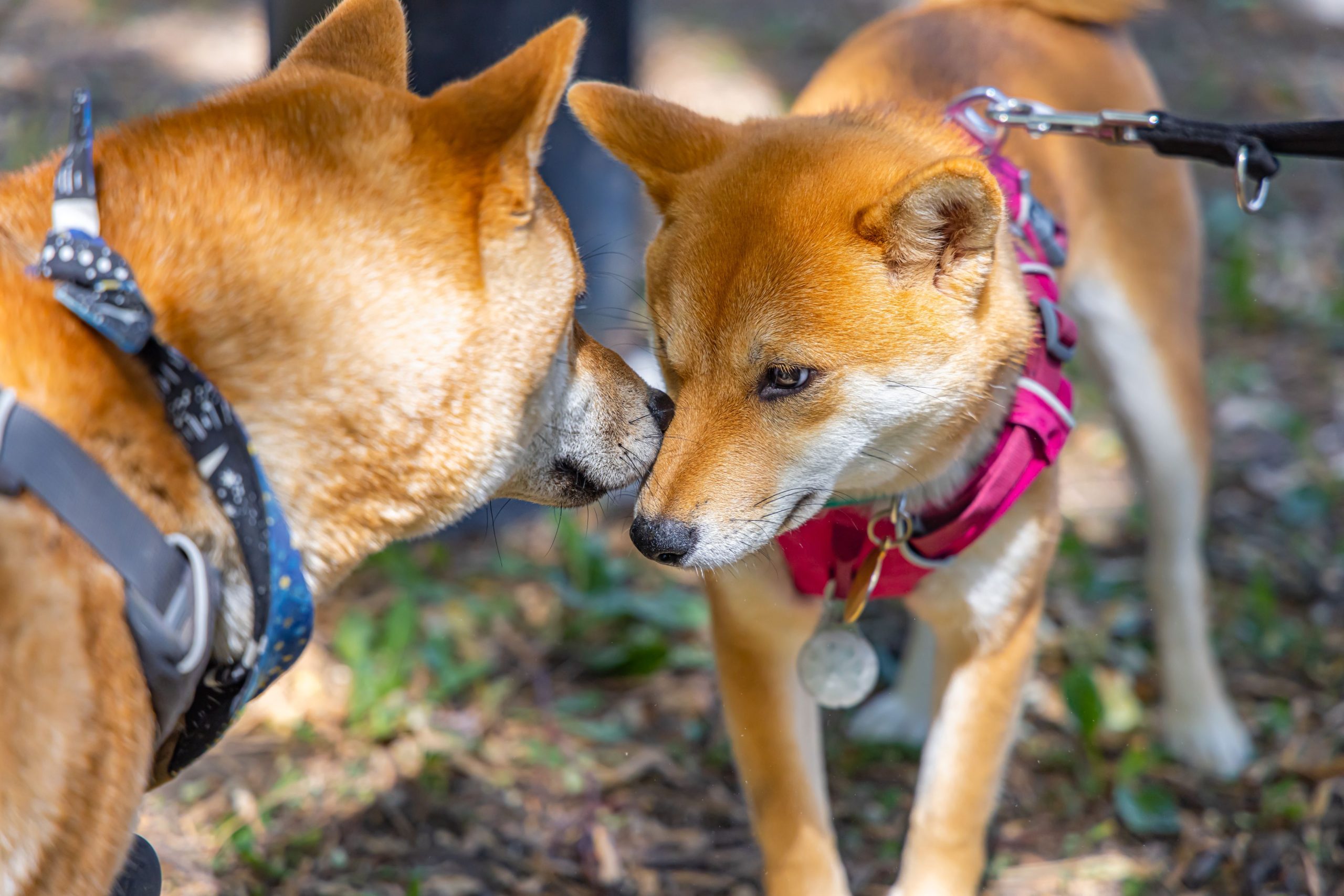 The Timeless Elegance of Stainless Steel Dog Tags That Are Engraved